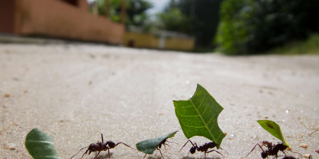 سمپاشی برای مورچه سمپاشی مورچه بالدار سم پاشی مورچه