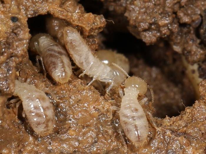 سمپاشی موریانه شیراز