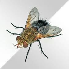 سمپاشی مگس سمپاشی مگس