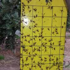 سمپاشی مگس سمپاشی مگس