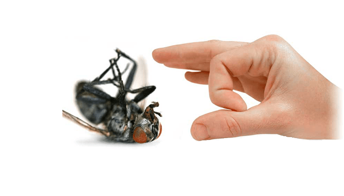 سمپاشی مگس سمپاشی مگس